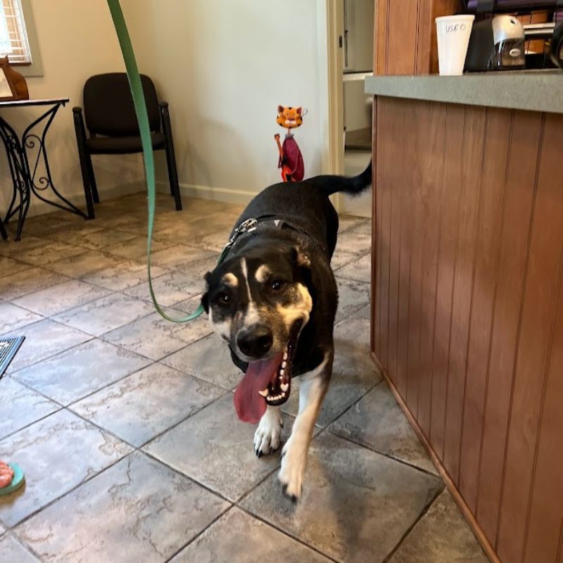 Shelton Veterinary Center FAQs