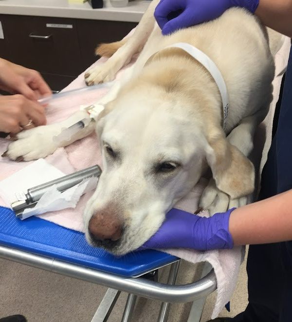 the dog being treated by doctors