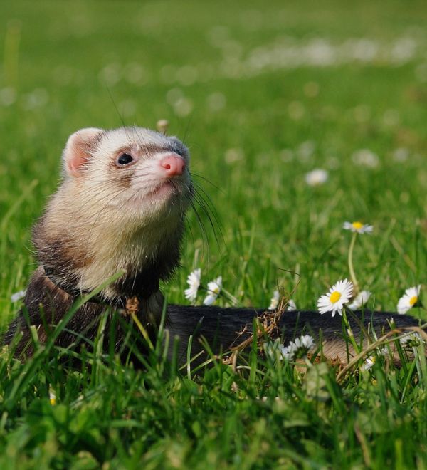 ferret in the field