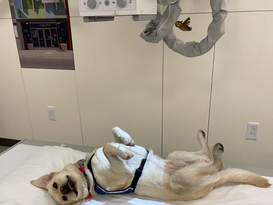 the dog getting x-ray