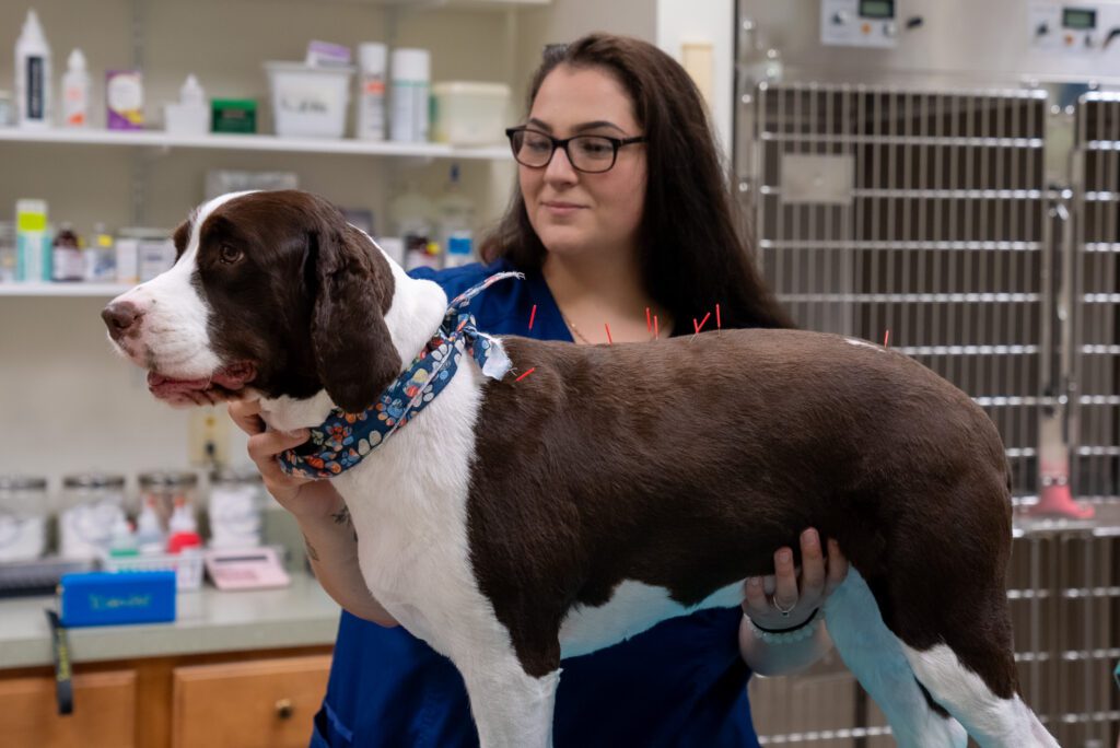 Vets Near Me With Payment Plans for Your Pet